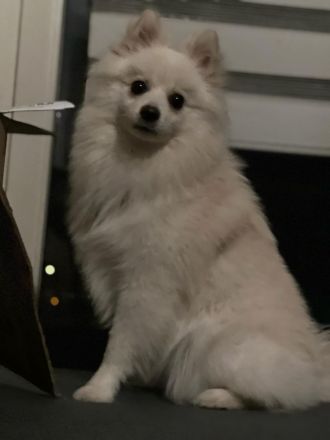 Zuckersüße Pomeranian-Hündin sucht liebevolles Zuhause!