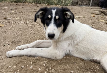 Vivia, geb. ca. 03/2023, lebt in GRIECHENLAND, im städt. Tierheim Serres