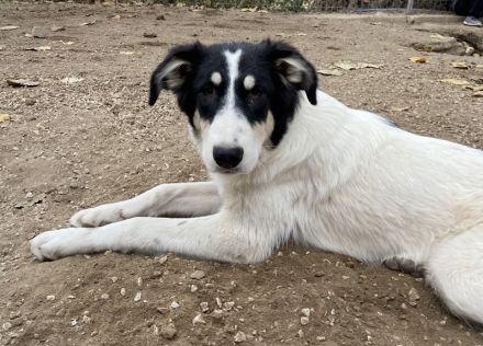 Vivia, geb. ca. 03/2023, lebt in GRIECHENLAND, im städt. Tierheim Serres