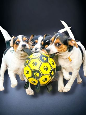 Dansk Svensk Gardhund