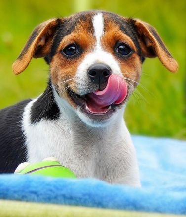Dansk Svensk Gardhund