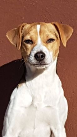 Dansk Svensk Gardhund