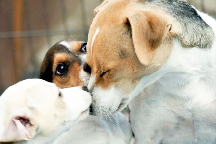 Dansk Svensk Gardhund