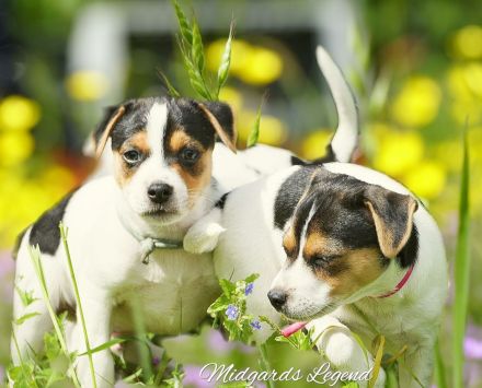 Dansk Svensk Gardhund