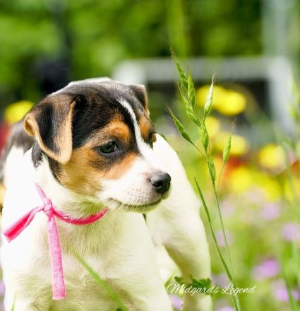 Dansk Svensk Gardhund