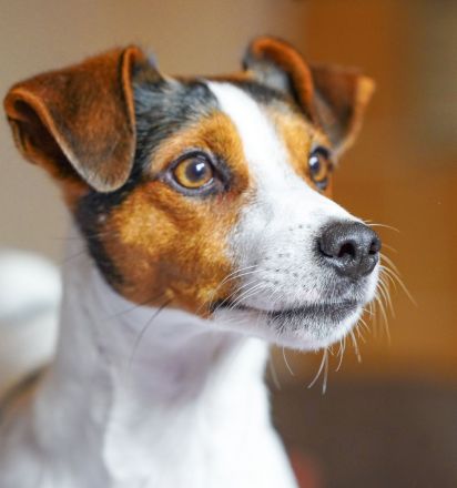 Dansk Svensk Gardhund