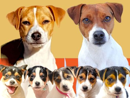 Dansk Svensk Gardhund