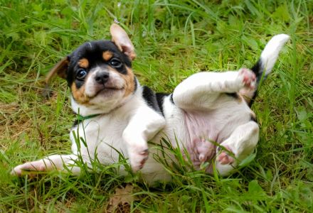 Dansk Svensk Gardhund