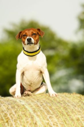 Dansk Svensk Gardhund