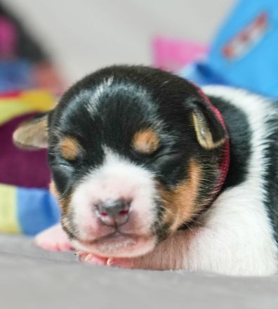 Dansk Svensk Gardhund