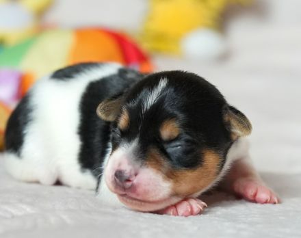 Dansk Svensk Gardhund