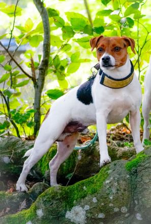 Dansk Svensk Gardhund