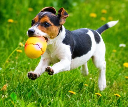 Dansk Svensk Gardhund