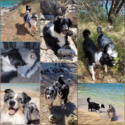 Australian Shepherd Welpen