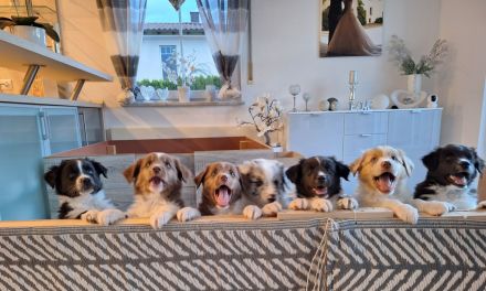 Australian Shepherd Welpen