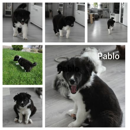 Australian Shepherd Welpen