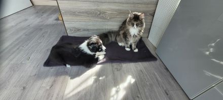 Australian Shepherd Welpen