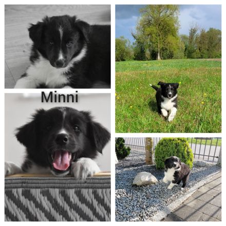 Australian Shepherd Welpen