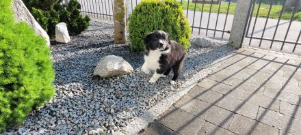 Australian Shepherd Welpen