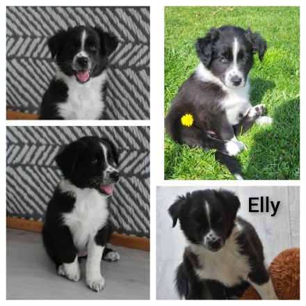 Australian Shepherd Welpen