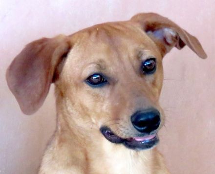 Finley, Ford 2, Fabio 2 und Fern; Hound-Mischlinge