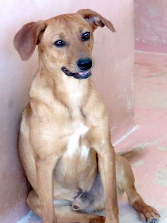 Finley; Hound-Mischling