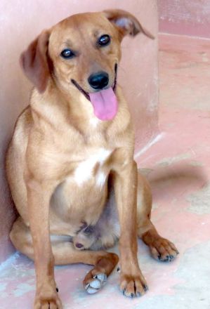 Finley, Ford 2, Fabio 2 und Fern; Hound-Mischlinge