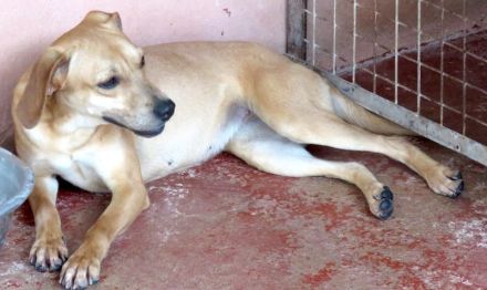 Finley, Ford 2, Fabio 2 und Fern; Hound-Mischlinge