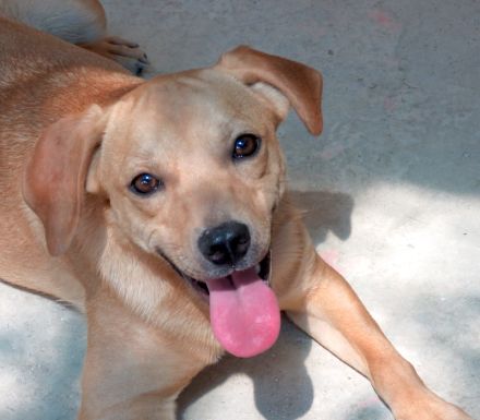 Finley, Ford 2, Fabio 2 und Fern; Hound-Mischlinge