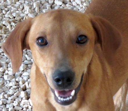 Finley, Ford 2, Fabio 2 und Fern; Hound-Mischlinge