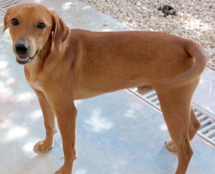 Finley, Ford 2, Fabio 2 und Fern; Hound-Mischlinge