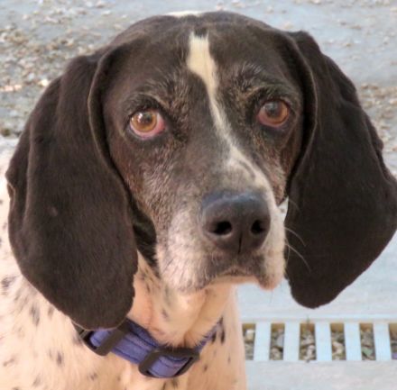 Fonzy, männlicher Pointer-Mix