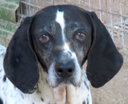 Fonzy, männlicher Pointer-Mix