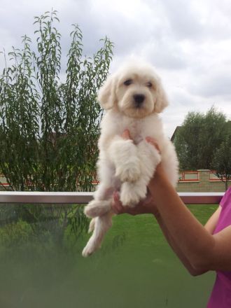 RARITÄT!! - Portugiesischer Wasserhund Welpen, FCI allergiefreundlich, nicht haarend