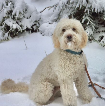 RARITÄT!! - Portugiesischer Wasserhund Welpen, FCI allergiefreundlich, nicht haarend