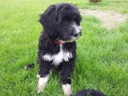 RARITÄT!! - Portugiesischer Wasserhund Welpen, FCI allergiefreundlich, nicht haarend