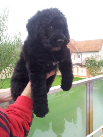 RARITÄT!! - Portugiesischer Wasserhund Welpen, FCI allergiefreundlich, nicht haarend