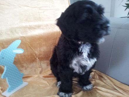 RARITÄT!! - Portugiesischer Wasserhund Welpen, FCI allergiefreundlich, nicht haarend