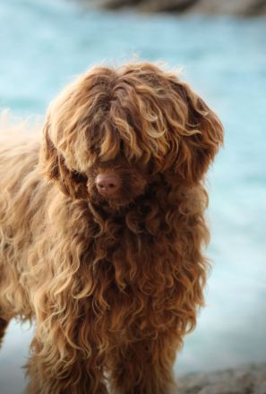 RARITÄT!! - Portugiesischer Wasserhund Welpen, FCI allergiefreundlich, nicht haarend