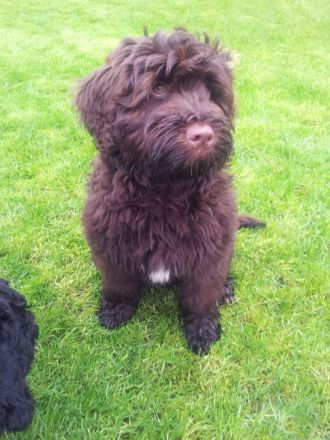 RARITÄT!! - Portugiesischer Wasserhund Welpen, FCI allergiefreundlich, nicht haarend