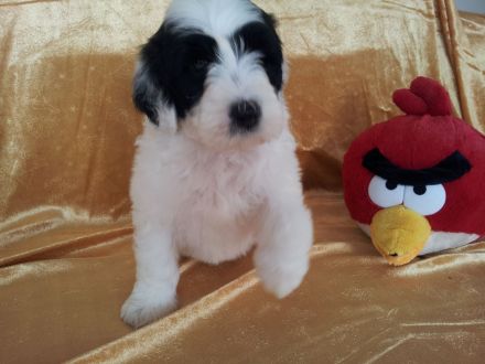 RARITÄT!! - Portugiesischer Wasserhund Welpen, FCI allergiefreundlich, nicht haarend