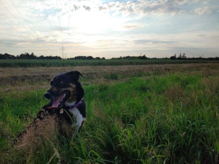 Berner Sennen - Schäferhund Mix abzugeben
