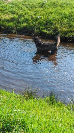 Berner Sennen - Schäferhund Mix abzugeben