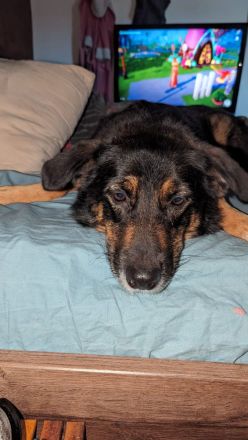 Berner Sennen - Schäferhund Mix abzugeben