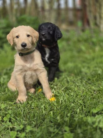 Doodle Welpen suchen ein liebevolles Zuhause