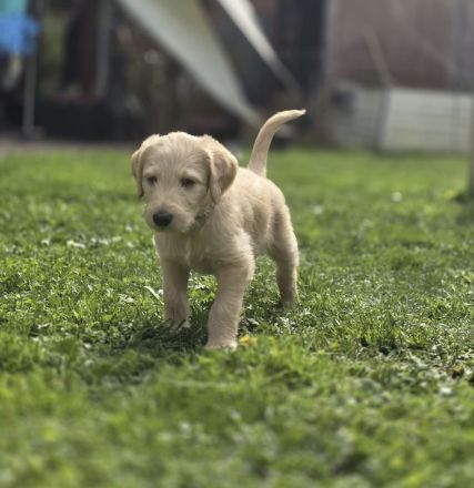 Doodle Welpen suchen ein liebevolles Zuhause