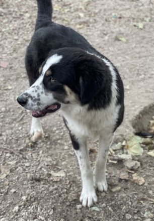 Xando, geb. ca. 03/2023, lebt in GRIECHENLAND, im städt. Tierheim Serres
