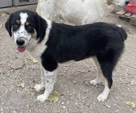 Xando, geb. ca. 03/2023, lebt in GRIECHENLAND, im städt. Tierheim Serres