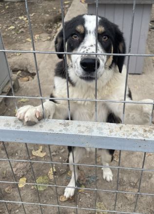 Xando, geb. ca. 03/2023, lebt in GRIECHENLAND, im städt. Tierheim Serres