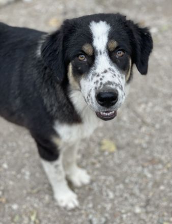 Xando, geb. ca. 03/2023, lebt in GRIECHENLAND, im städt. Tierheim Serres